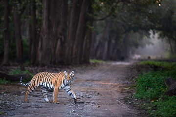 tiger
